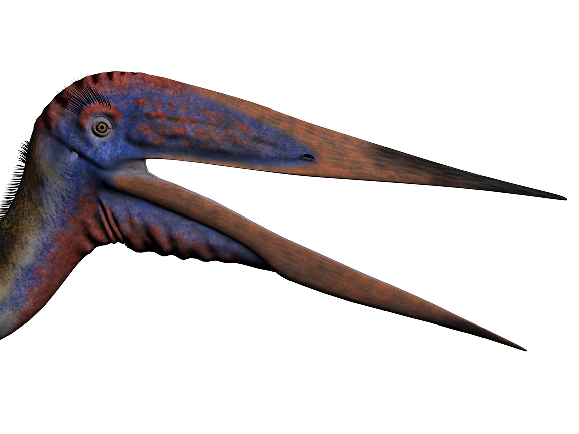 Zhejiangopterus linhaiensis - AVPH
