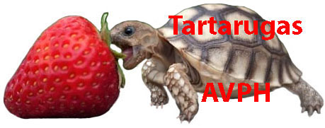 Tartaruga e Jabuti Alimento - Tartarugas AVPH