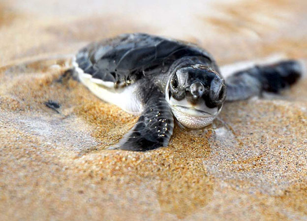 Tartarugas marinhas - Tartarugas AVPH